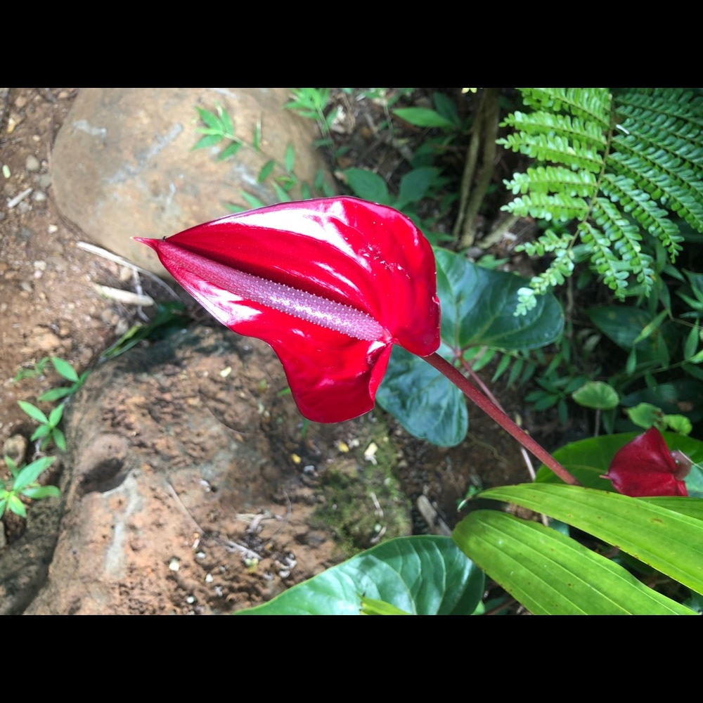 Packaging - Meet your Posher, Sonya